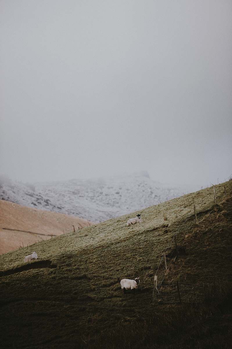 peak district national park sheep on mountain bakewell